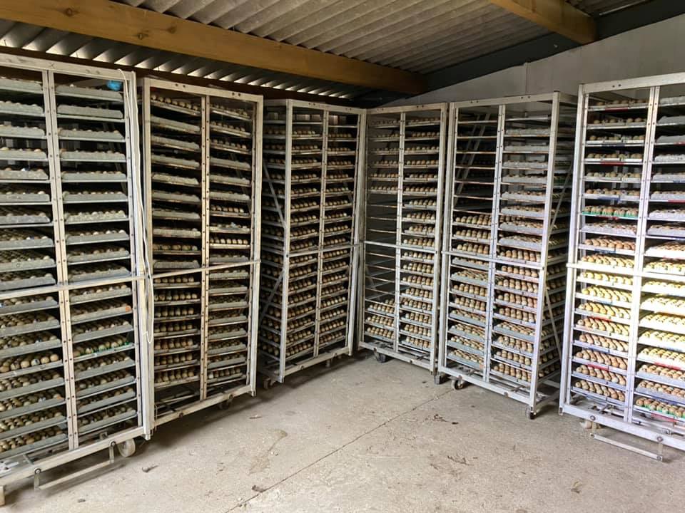 Chicks/Ducklings/Poults