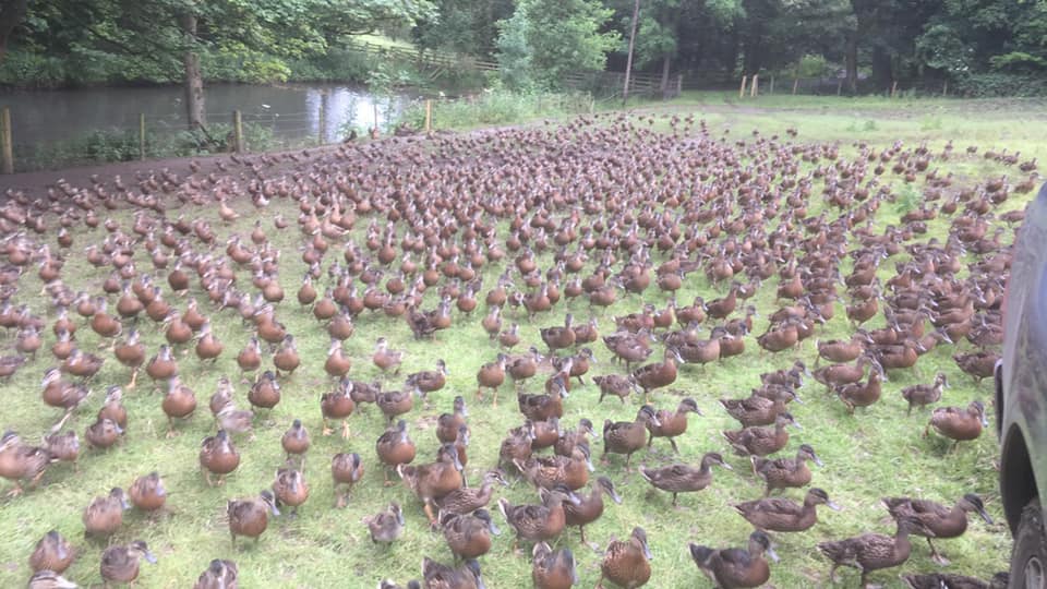 Chicks/Ducklings/Poults