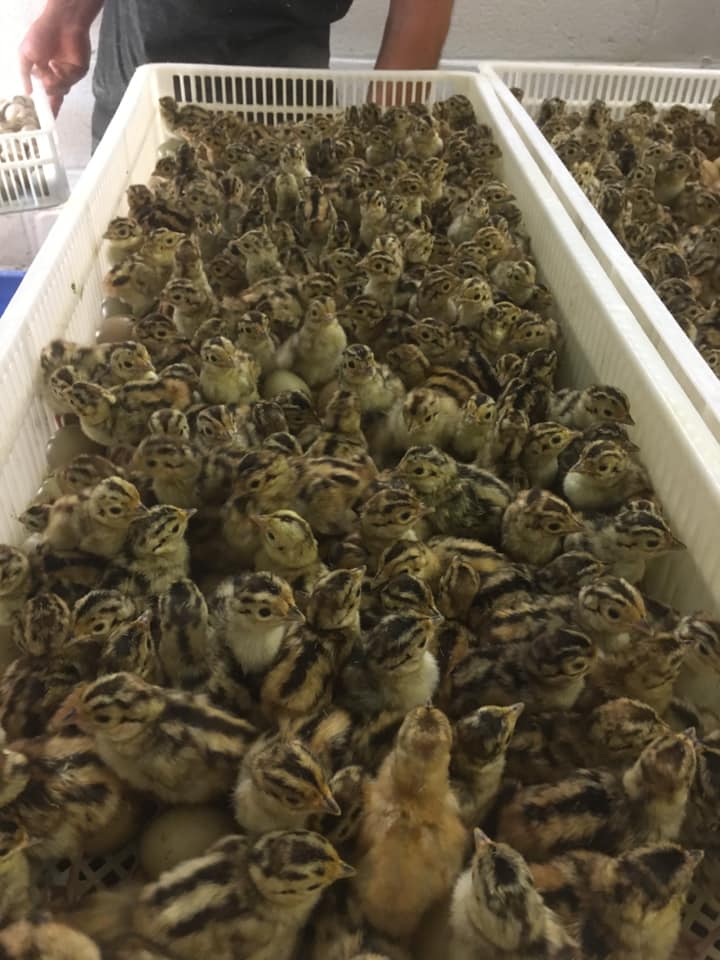 Chicks/Ducklings/Poults