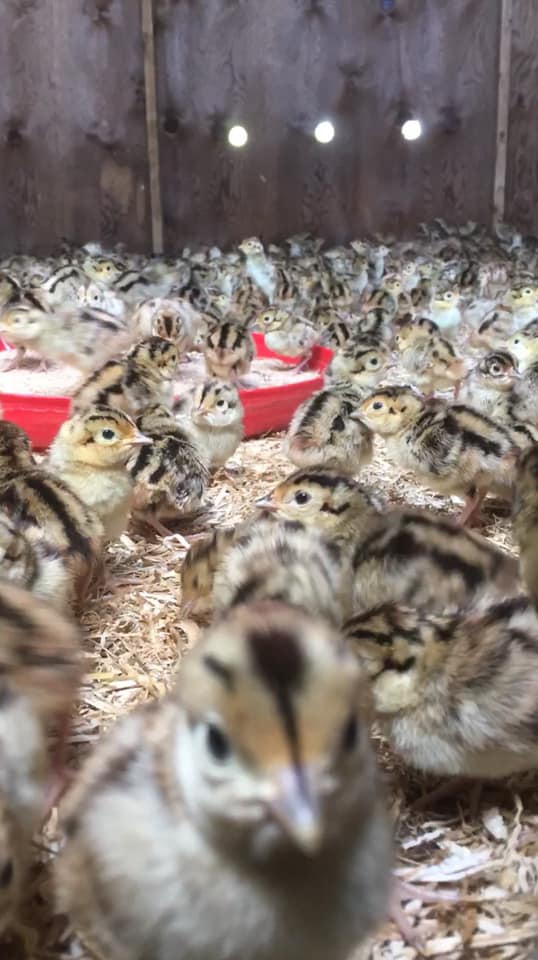 Chicks/Ducklings/Poults